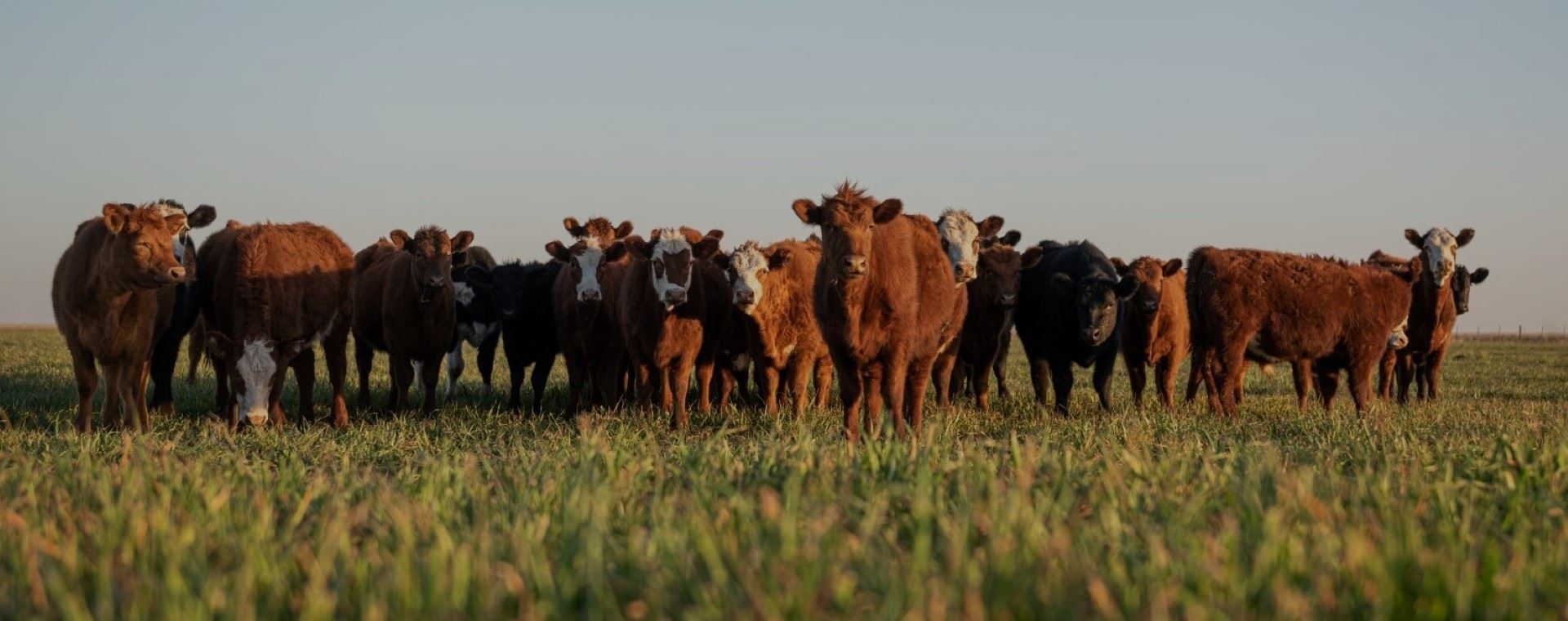 GOOD CATTLE PHOTO.jpg